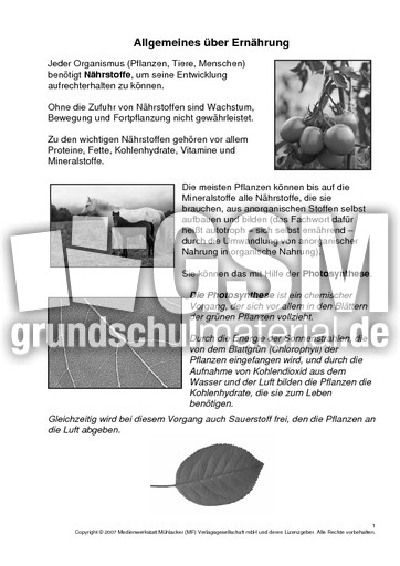 1-Allgemeines-über-Ernährung-SW-1-2.pdf